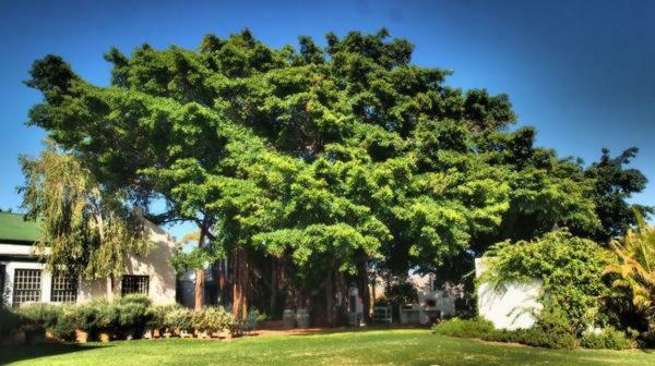 Tanagra Wine & Guestfarm Apartment McGregor Luaran gambar
